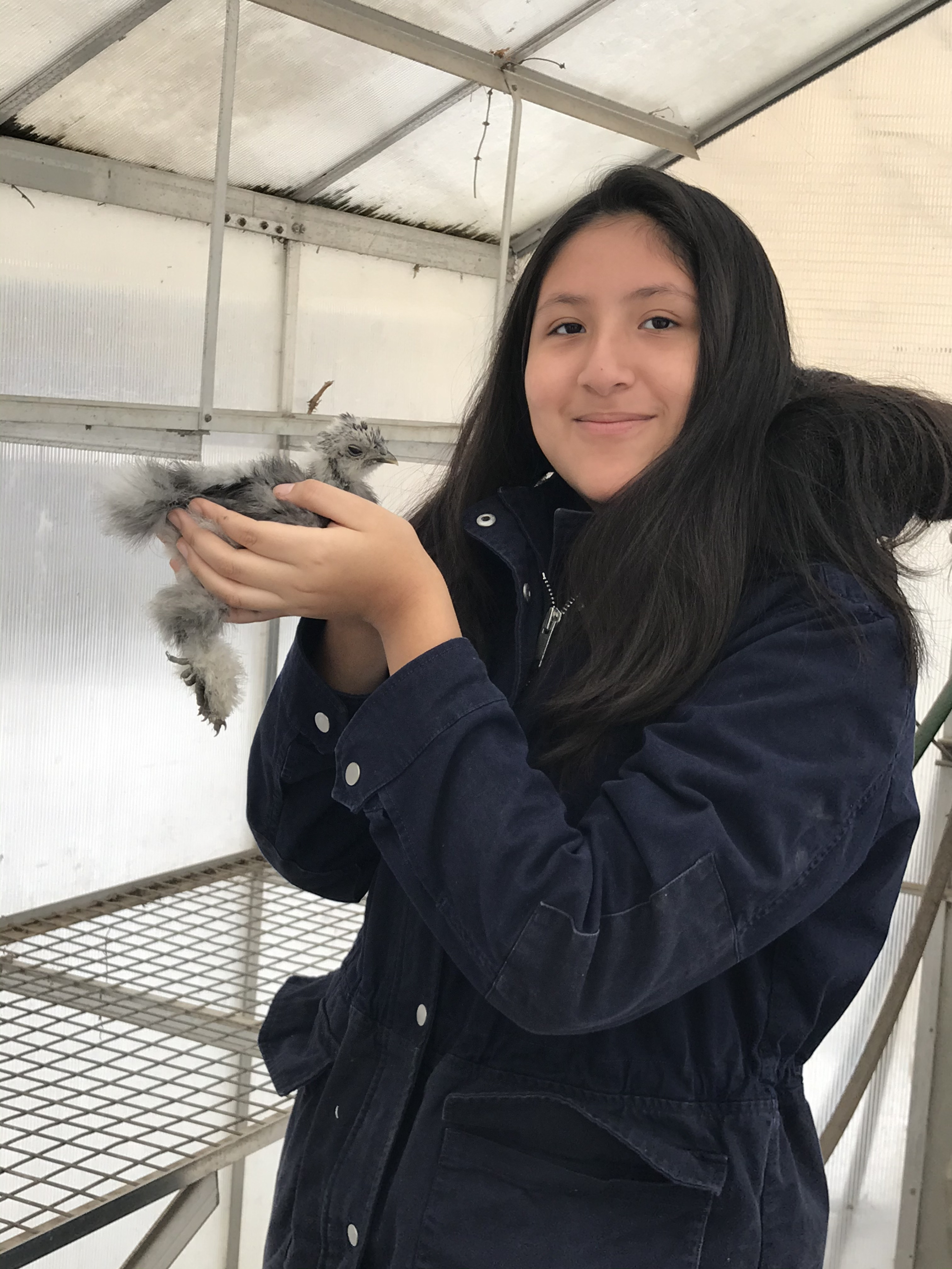 holding a white silkie chick